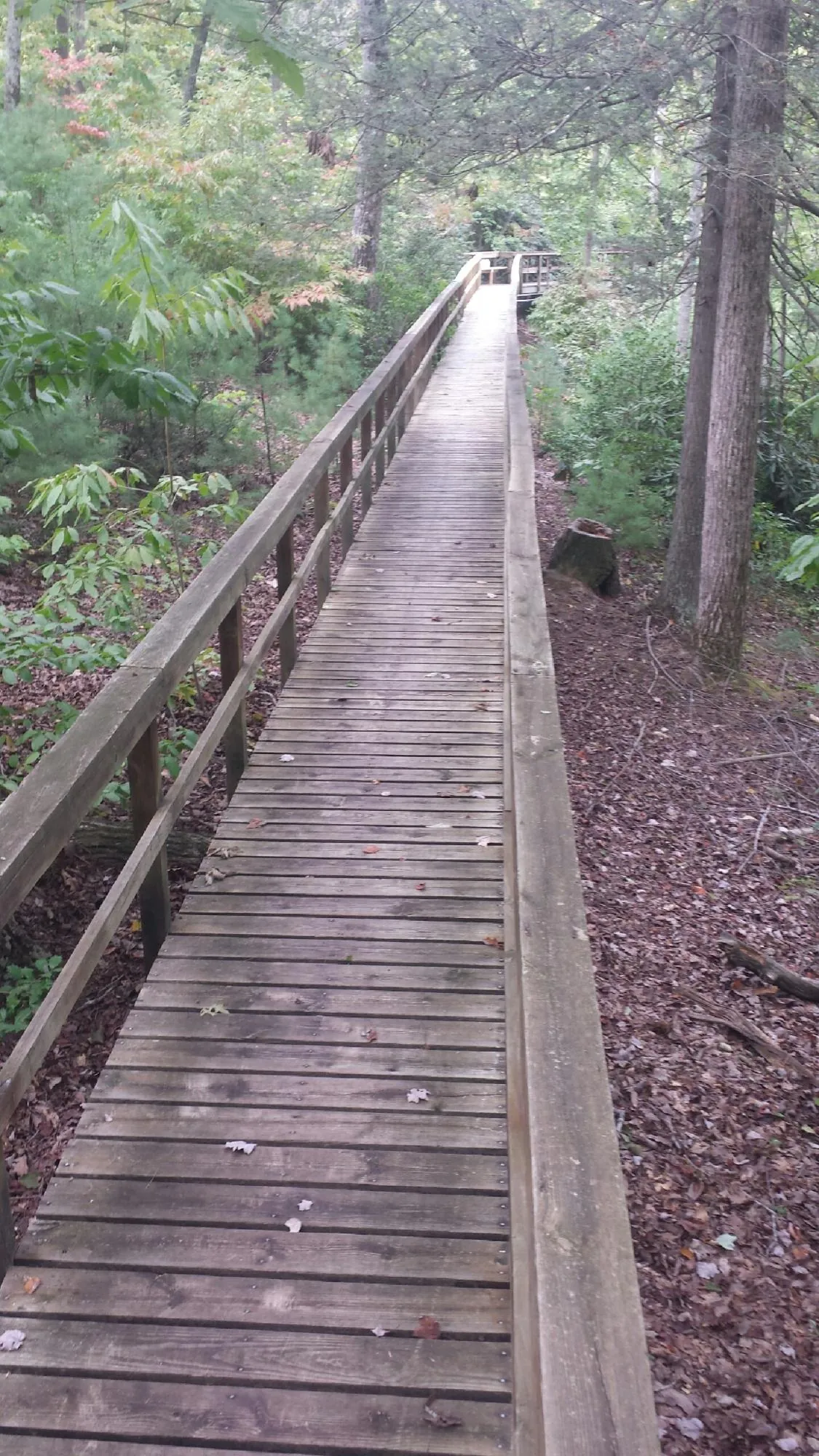 Long wood walkway with handrails built through the woods in Thorn Hill